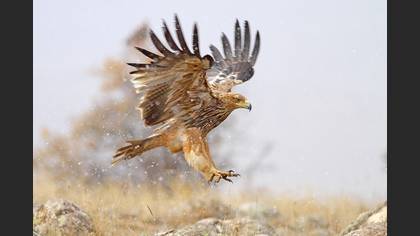 Şah kartal