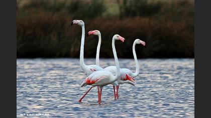 Flamingo