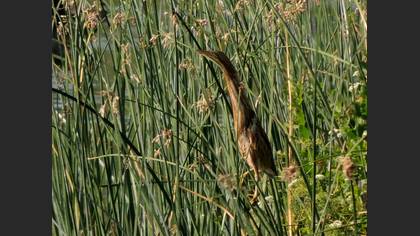 Küçük balaban