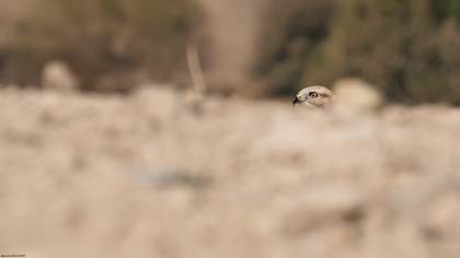 Kızıl şahin » Long-legged Buzzard » Buteo rufinus