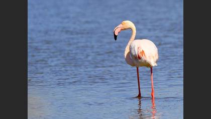 Flamingo