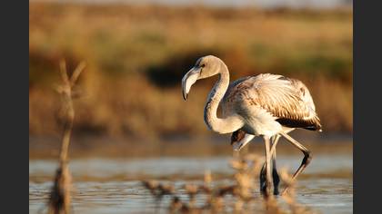 Flamingo