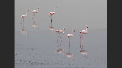 Flamingo