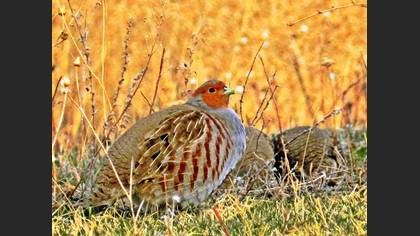 Çilkeklik