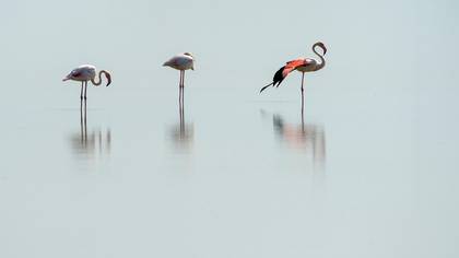 Flamingo