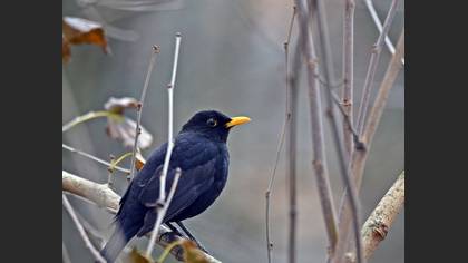 Karatavuk