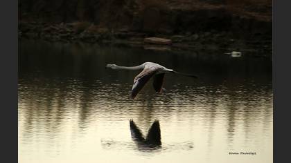 Flamingo