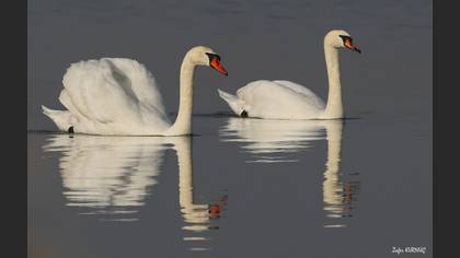 Kuğu