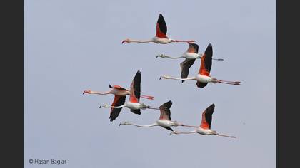 Flamingo