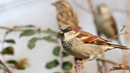 Serçe