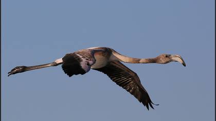 Flamingo