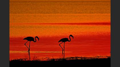 Flamingo