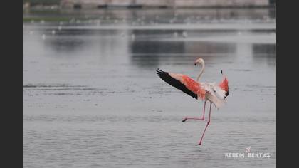 Flamingo
