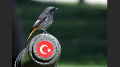Kara kızılkuyruk