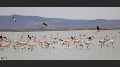 Flamingo