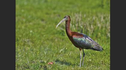 Çeltikçi