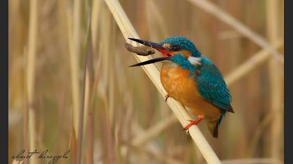 Yalıçapkını