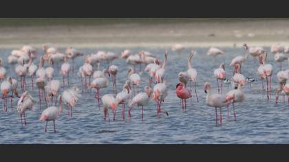 Küçük flamingo