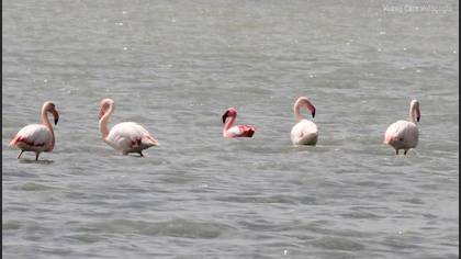 Küçük flamingo