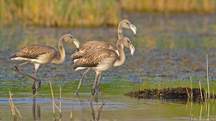 Flamingo