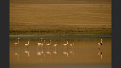 Flamingo