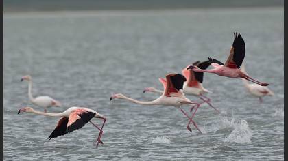 Küçük flamingo