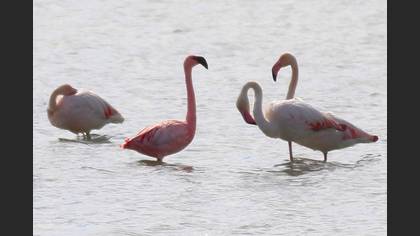 Küçük flamingo