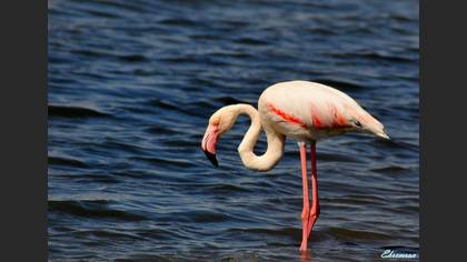Flamingo