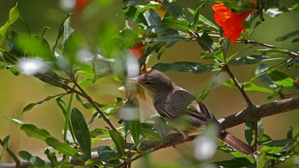 Zeytin mukallidi