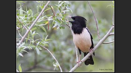 Alasığırcık