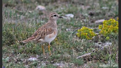 Dağ cılıbıtı