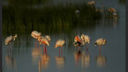 Flamingo