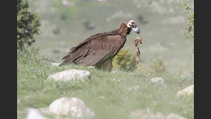 Kara akbaba