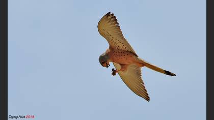 Küçük kerkenez
