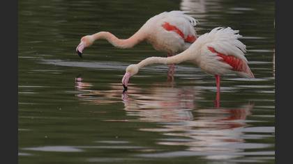 Flamingo