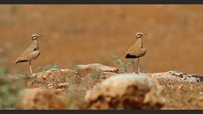 Çölkoşarı