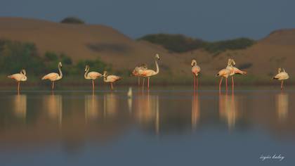 Flamingo