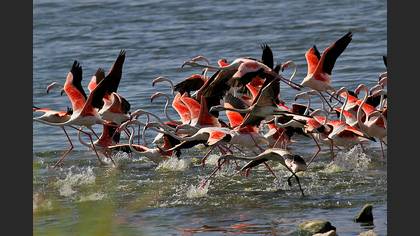 Flamingo