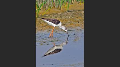 Uzunbacak