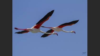 Flamingo