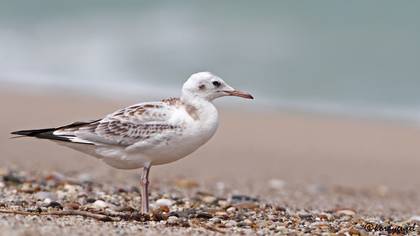 İncegagalı martı » Slender-billed Gull » Chroicocephalus genei