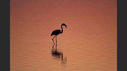 Flamingo