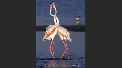 Flamingo