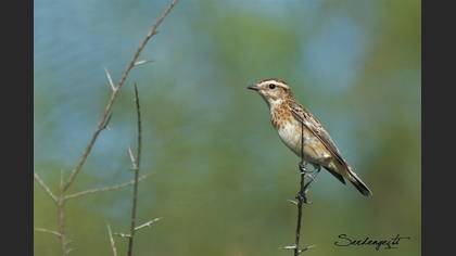Çayır taşkuşu