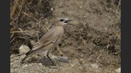 Boz kuyrukkakan