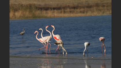 Flamingo