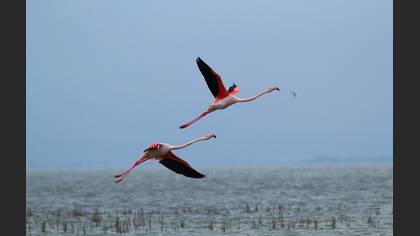 Flamingo