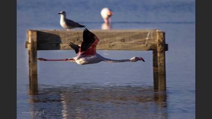 Flamingo