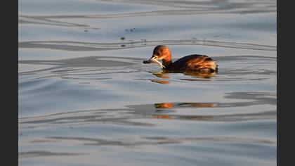 Küçük batağan