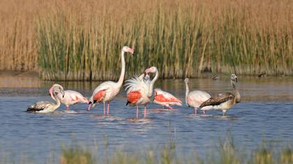 Flamingo